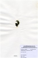 藏品(環節藻)的圖片